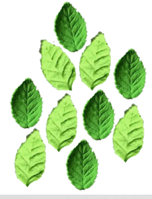 24 Edible Sugar Fondant realistic leaves; (3D Veined Green); Various Sizes; Handmade Cake/Cupcake Toppers/Decorations/Sprinkles -Free & Fast Shipping - Image 2