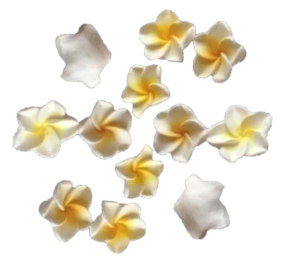 12 White Beautiful Edible Sugar Fondant Plumeria Flowers (frangpini); Yellow Highlighted Center ; 3cm; Handmade Cake/Cupcake Toppers/Decorations -Free & Fast Shipping