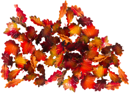 30 Beautiful Edible Sugar Maple & Oak Leaves (multi-tone Autumn assorted fall leaves) 3D Handmade Wedding/Anniversary, Birthday, Etc Cake/Cupcake topper/decorations -Free & Fast Next Day Shipping