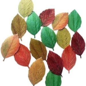 15 Beautiful Pre-cut Edible Rose Leaves; (3D Wafer Paper Multi-Tone Fall Leaves with Vein); 6cm Each; Cakes/Cupcakes Toppers/decorations -Free & Fast Next Day Shipping