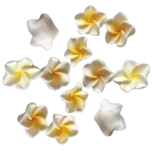 12 White Beautiful Edible Sugar Fondant Plumeria Flowers (frangpini); Yellow Highlighted Center ; 3cm; Handmade Cake/Cupcake Toppers/Decorations -Free & Fast Shipping