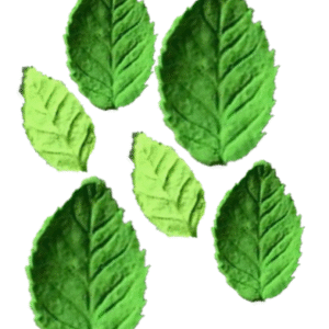 24 Edible Sugar Fondant realistic leaves; (3D Veined Green); Various Sizes;  Handmade Cake/Cupcake Toppers/Decorations/Sprinkles -Free & Fast Shipping