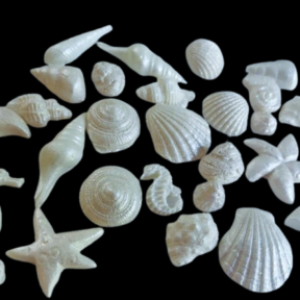 24 Stunning Assorted Edible Sugar Fondant Sea Shells Horse & Star Fishes; Pearl White Lustre; 3.8cm to 1.3cm; Mermaid, Beach Theme Wedding, Birthday, Christmas etc Cake/Cupcake Toppers/Decoration- Free & Fast Shipping