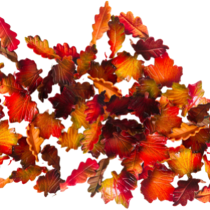 30 Beautiful Edible Sugar Maple & Oak Leaves (multi-tone Autumn assorted fall leaves) 3D Handmade Wedding/Anniversary, Birthday, Etc Cake/Cupcake topper/decorations -Free & Fast Next Day Shipping
